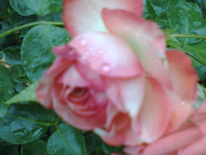 Fotografie0137 - roze2012