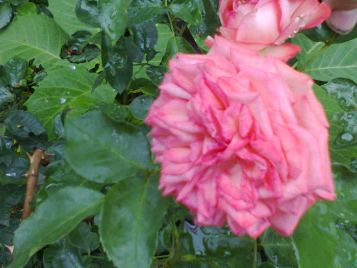 Fotografie0138 - roze2012