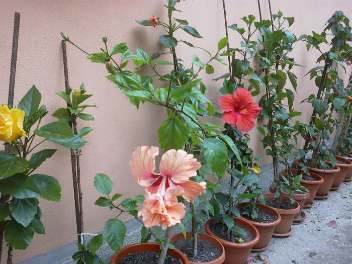 elcapitolio orange - hibiscus