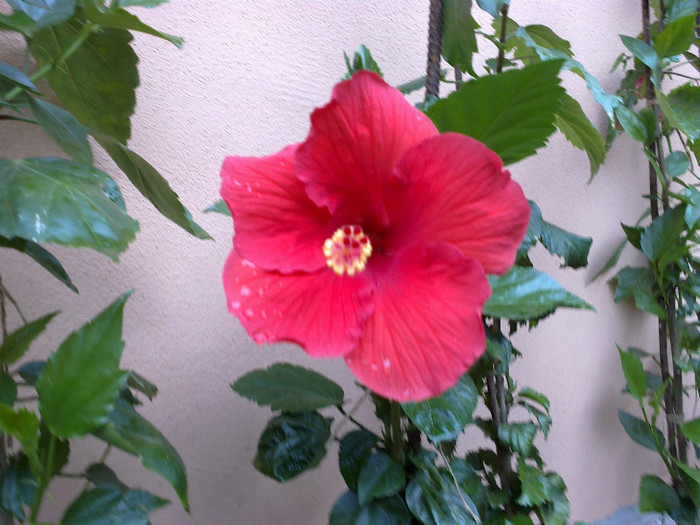neidentificat - hibiscus