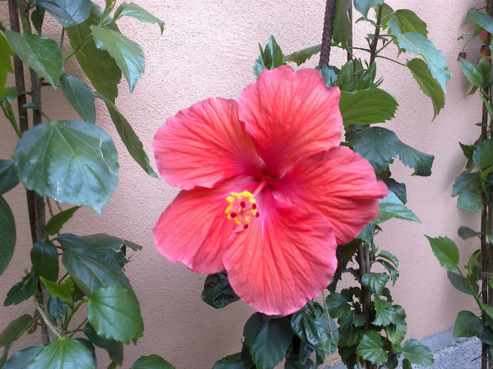 neidentificat - hibiscus