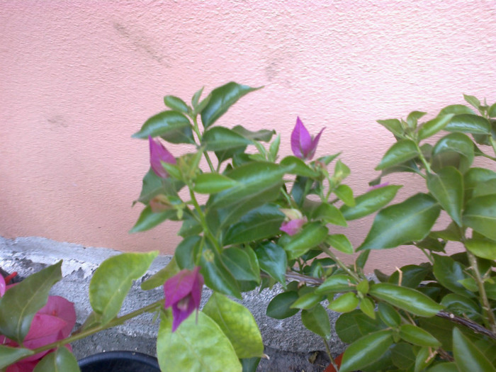 bouga alexandra - bougainvillea