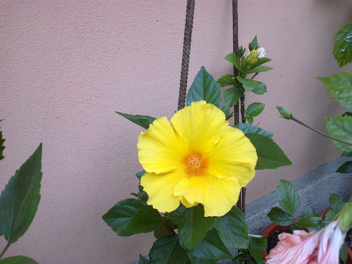 25062012866 - gradina