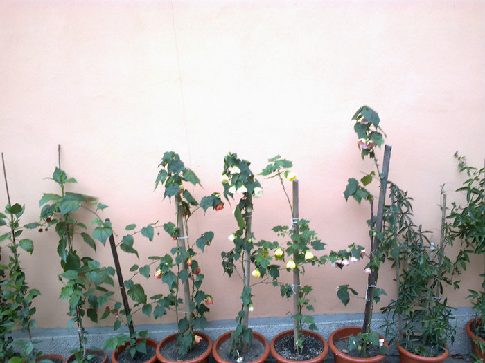 25062012874 - gradina