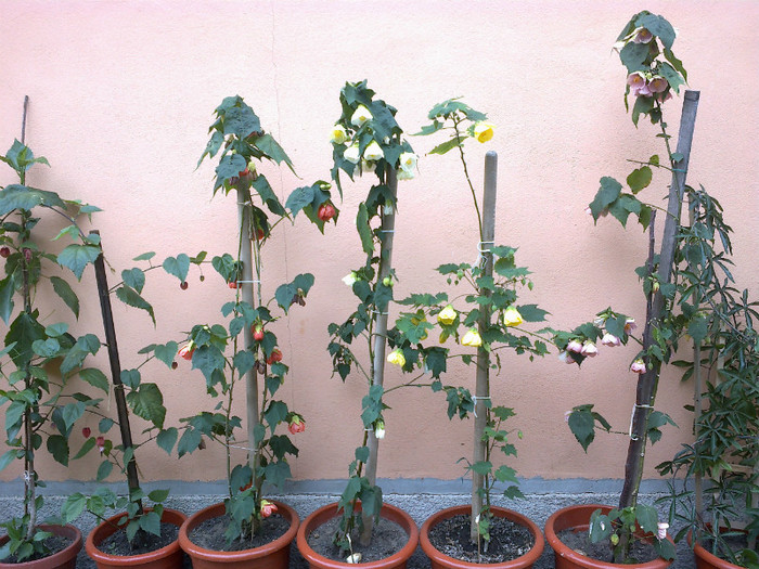 25062012875 - gradina