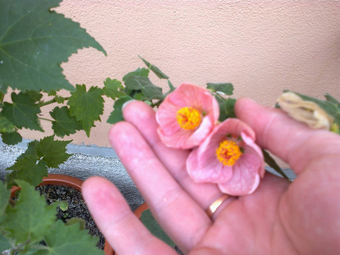 25062012883 - gradina