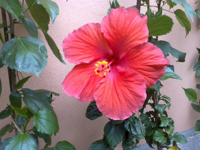 26062012888 - gradina