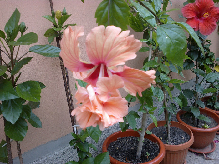 26062012889 - gradina