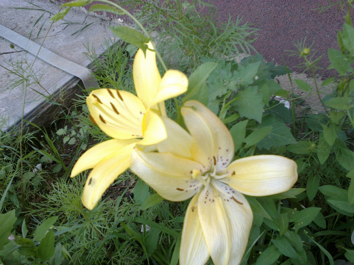 26062012891 - gradina