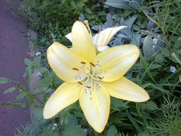 26062012893 - gradina