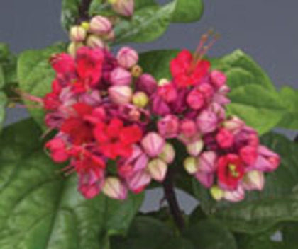 clerodendron3 - 00-imi doresc clerodendron