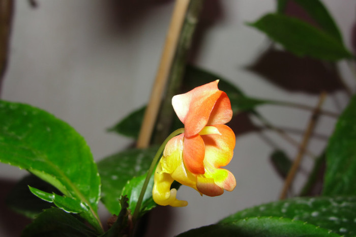  - B-impatiens