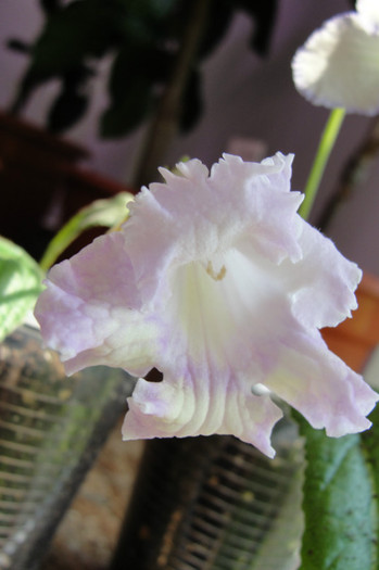 Irene - Streptocarpus Polonia- am renuntat la ei