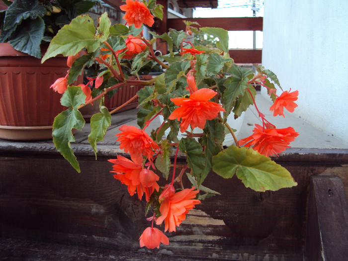 DSC06950