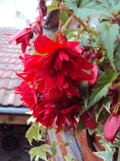 DSC06965