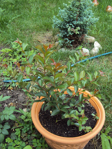 pe ea am lasat-o in ghiveci - Lagerstroemia indica