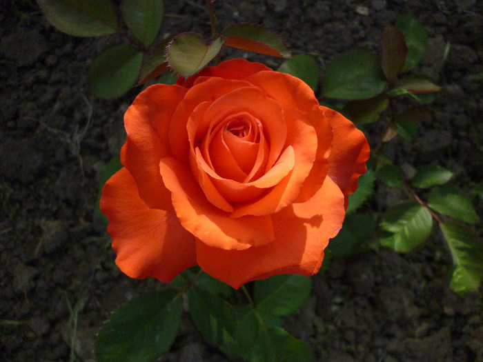 P1000862