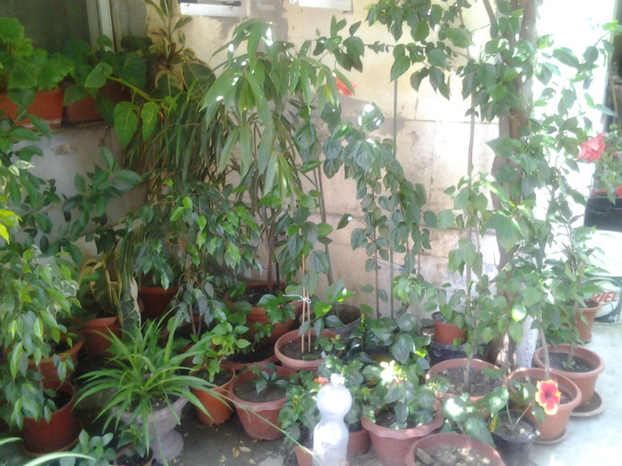 o parte din trandafiri japonezi