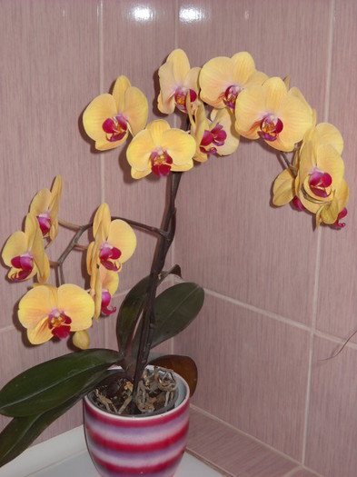 27 iunie - 2012- Orhideea