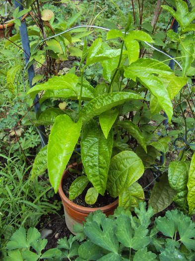 passiflora alata