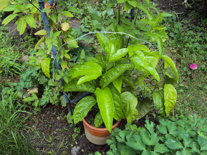 DSC06922 - Passiflora