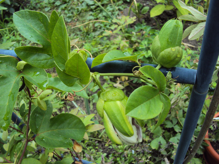 pusa in strat, la sfatul Gabitei - Passiflora