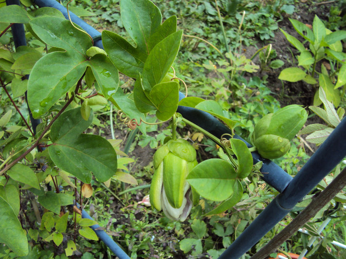 e fericita, are flori si boboci - Passiflora