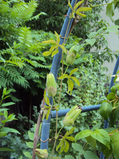 si passi caerulea e plina de flori - Passiflora