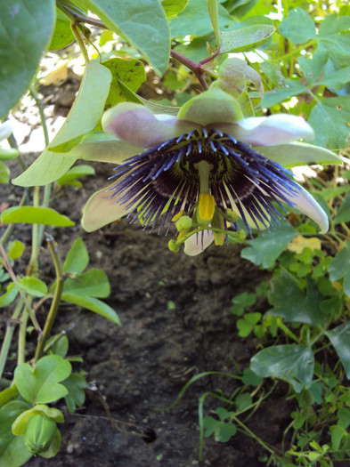 si foarte parfumata - Passiflora