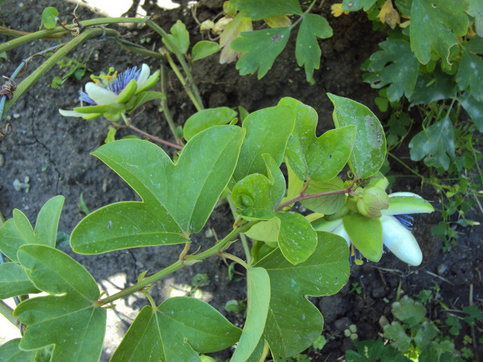 DSC07068 - Passiflora