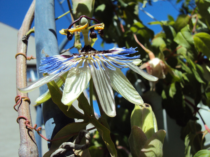 caerulea vrea sa ajunga la soare