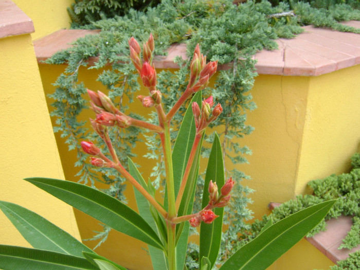 DSC05885 - FLORI DE INTERIOR