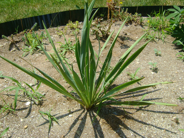 DSC05875 - FLORI SI PLANTE IN GRADINA