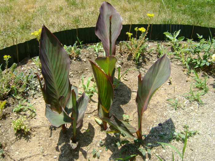 DSC05874 - FLORI SI PLANTE IN GRADINA