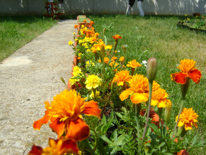 DSC05872 - FLORI SI PLANTE IN GRADINA