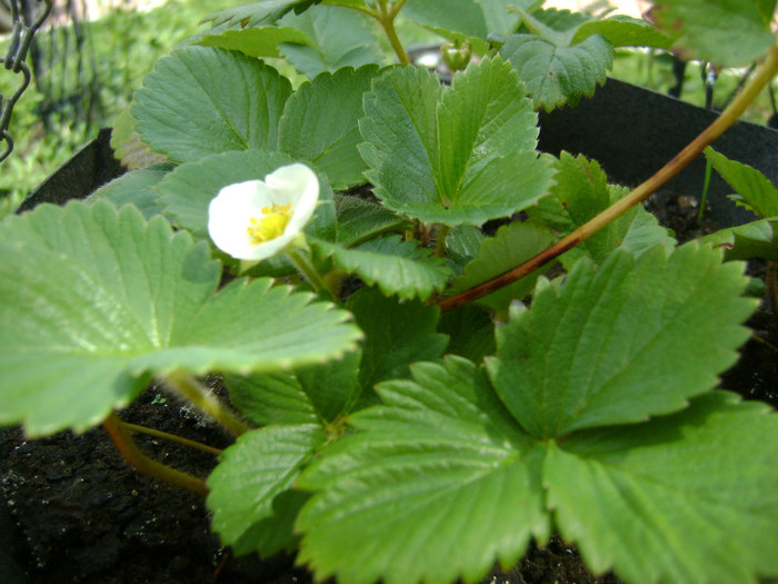 DSC05880 - FLORI SI PLANTE IN GRADINA