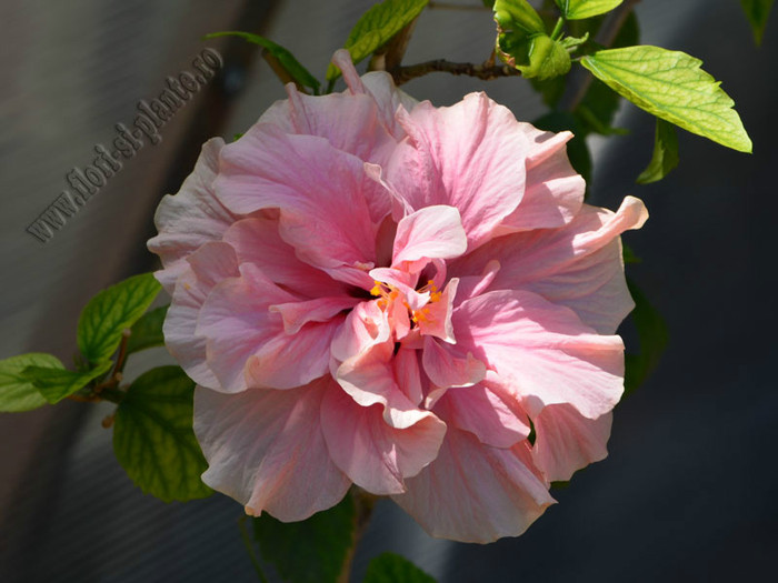 Hibiscus roz pal; 2012

