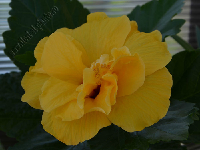 Hibiscus Carmel; 2012
