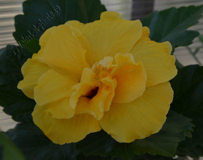 Hibiscus Carmel; 2012
