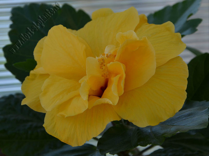 Hibiscus Carmel; 2012
