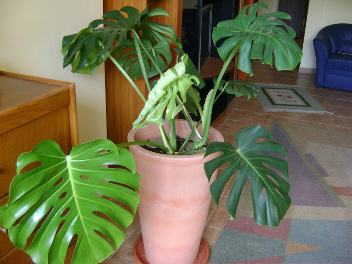 Monstera