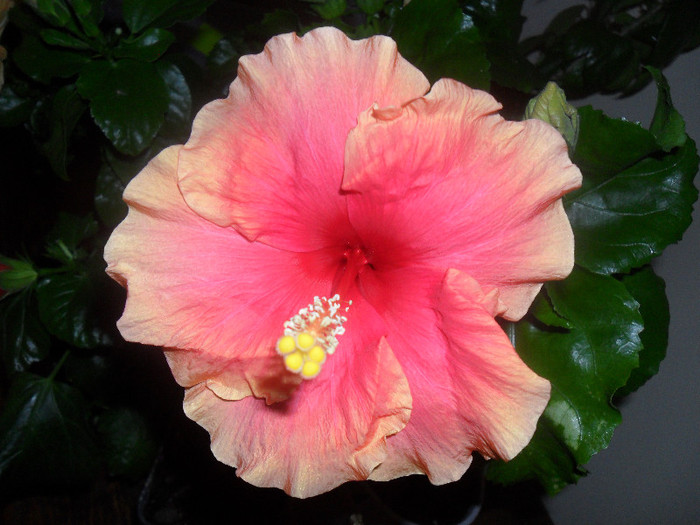 Hibiscus June s Dragon