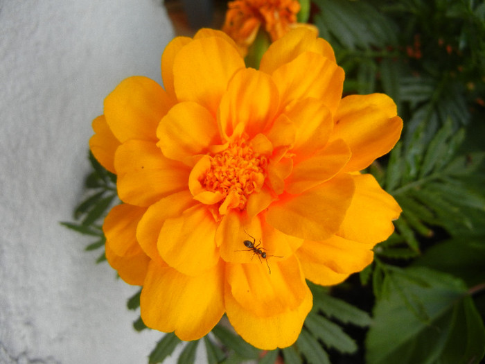 Tagetes_African Marigold (2012, Jun.16) - TAGETES Marigold