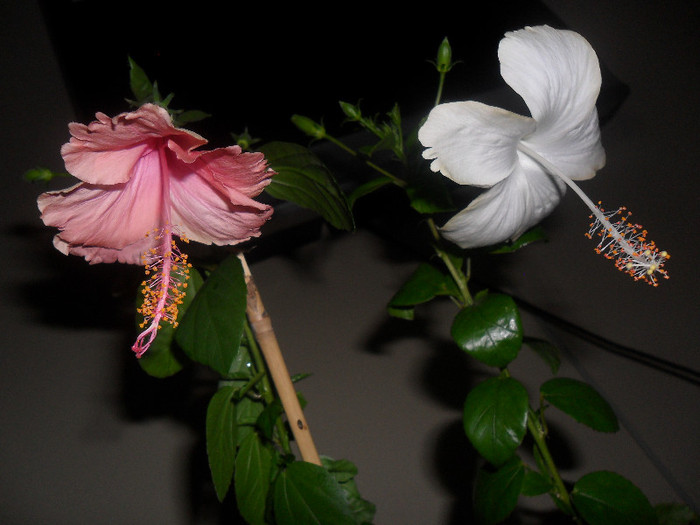 Hibiscus Dainty Pink si White Swann