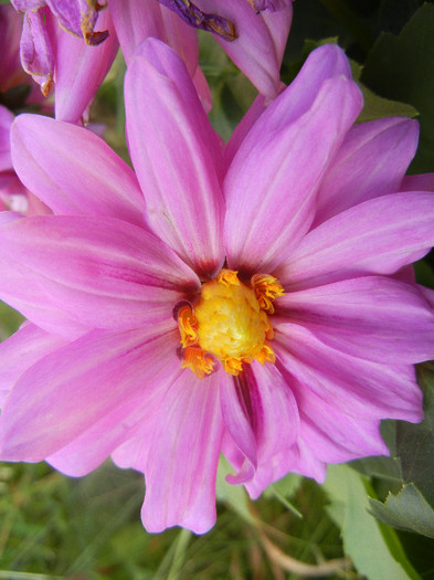 Light Purple dahlia (2012, June 25)