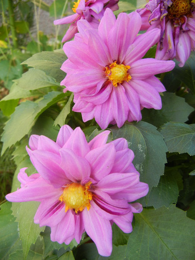 Light Purple dahlia (2012, June 25) - Dahlia Light Purple