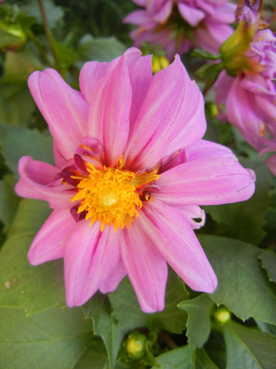 Light Purple dahlia (2012, June 25)