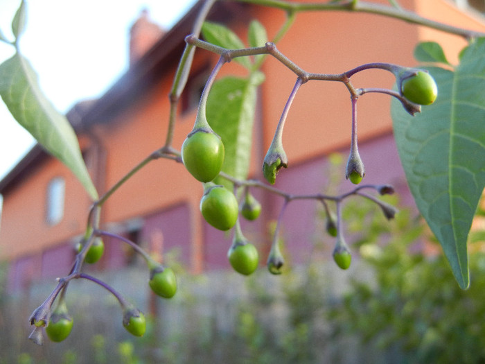 Bittersweet Nightshade (2012, June 25) - Solanum dulcamara