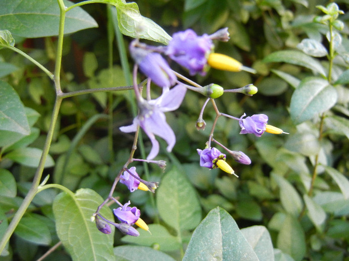 Climbing Nightshade (2012, June 25) - Solanum dulcamara