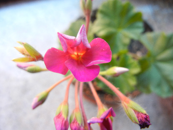 Cyclamen Lia Geranium (2012, June 25)